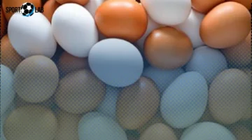 سعر طبق البيض في القليوبية الأحد 23-11-2025 يصل إلى 115 جنيهاً